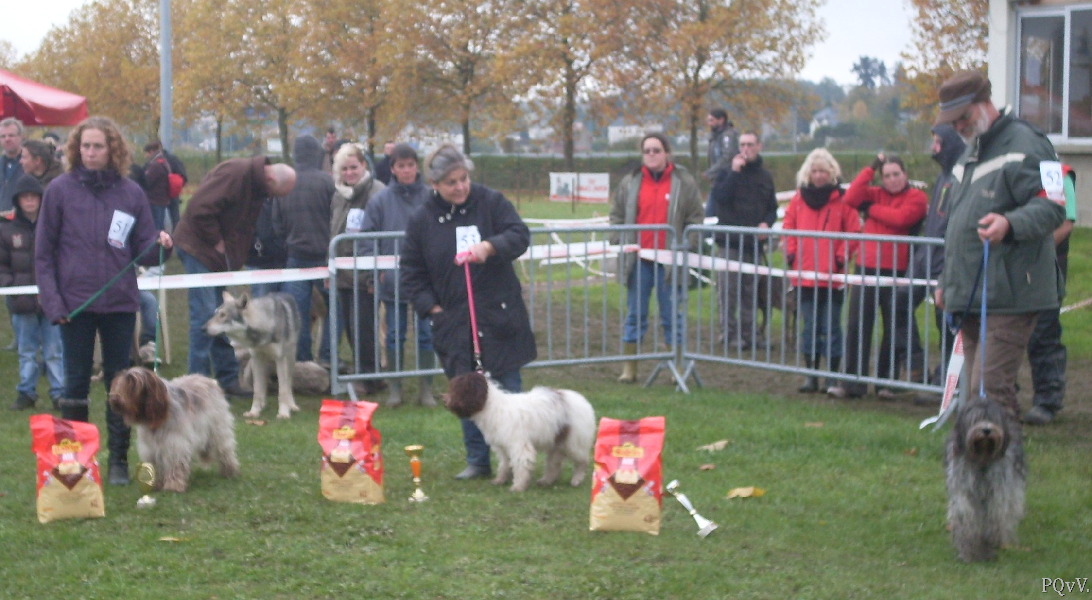  Schapendoes femelles